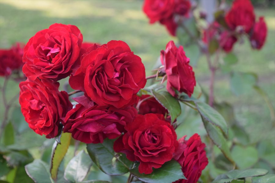 真紅の薔薇 | pureism | 福岡ピュアイズムの講座 | 色彩